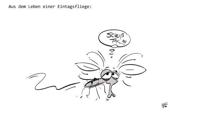 Eintagsfliege